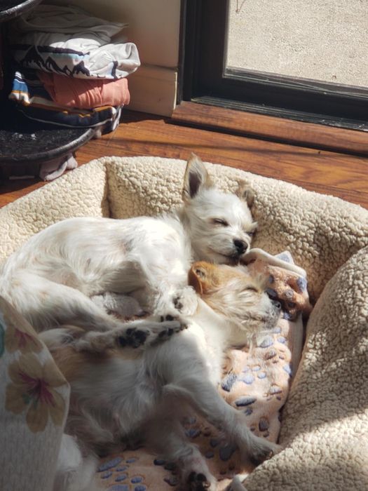 A close-up of another reviewer’s two small dogs peacefully sleeping together in the bed
