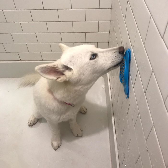 A reviewer’s photo shows their dog licking peanut butter from the Slow Treater while in the shower