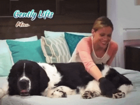 A gif of a model using the glove to pet a dog, effortlessly lifting hair from its coat in one smooth motion