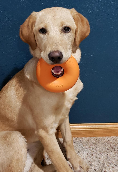 A photo from a reviewer showing the orange donut-shaped toy in a dog's mouth