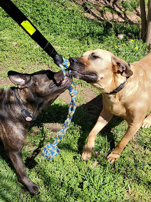 A reviewer’s photo showing two dogs tugging on the bungee toy