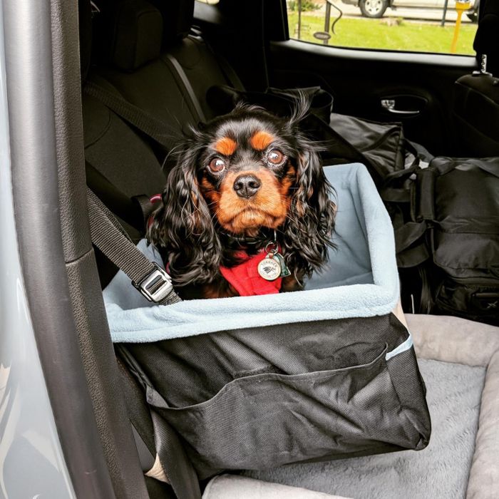 Another reviewer’s Cavalier King Charles Spaniel sits safely secured in a car seat designed specifically for dogs