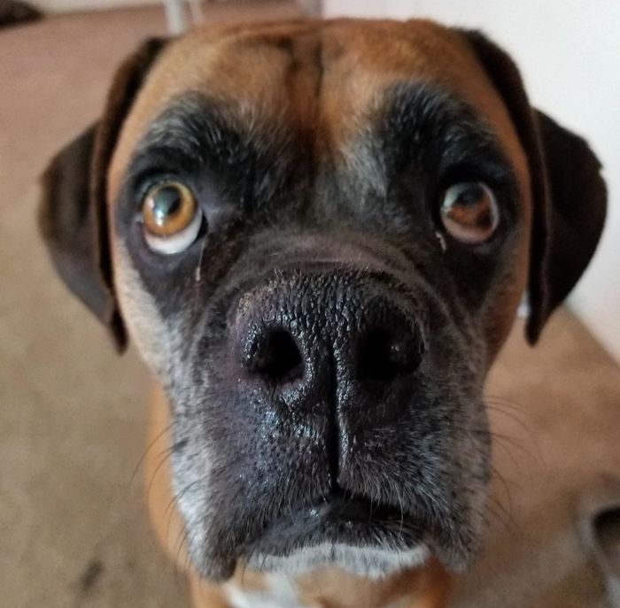 An after photo of the same dog, now showing a moisturized, healthy-looking snout.