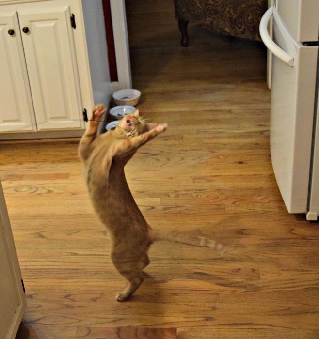 A photo of a cat standing on its hind legs, reaching up to grab the interactive toy.