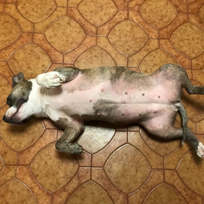 The same dog in a follow-up photo after using the allergy supplements, with a noticeably less irritated belly