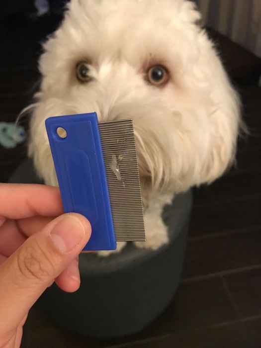 A reviewer holds a comb that shows the eye boogers it removed, demonstrating its effectiveness in cleaning delicate areas around their pet's eyes.