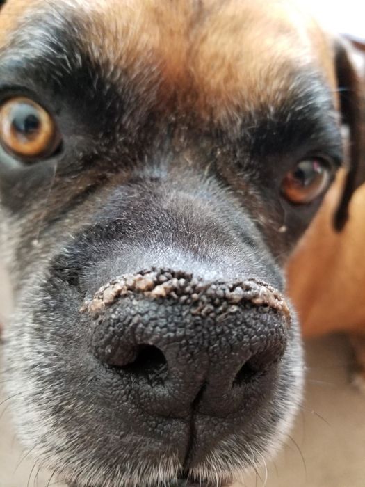 A before photo of a Boxer dog with a dry, crusty nose.