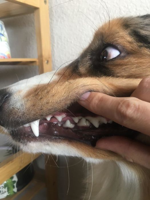 A picture of the reviewer’s dog with noticeably whiter teeth after using the tartar remover.