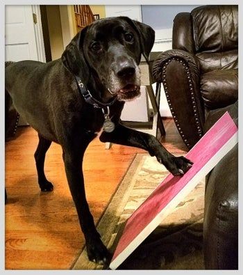 A dog rubbing its nails on a pink board, using it to file down its claws.