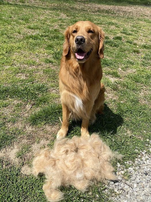 A picture of a golden retriever sitting beside a large pile of fur removed by the rake.