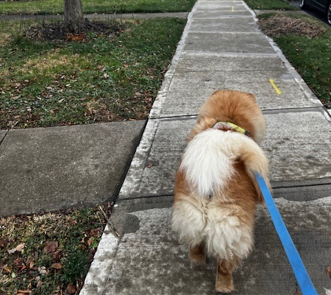 A Chow Chow walking.
