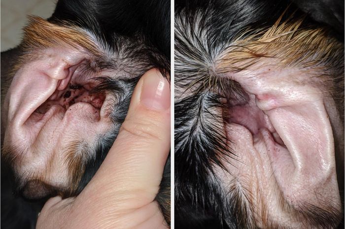 A before-and-after comparison showing the state of the reviewer’s dog's ears before and after being cleaned with the wipes.