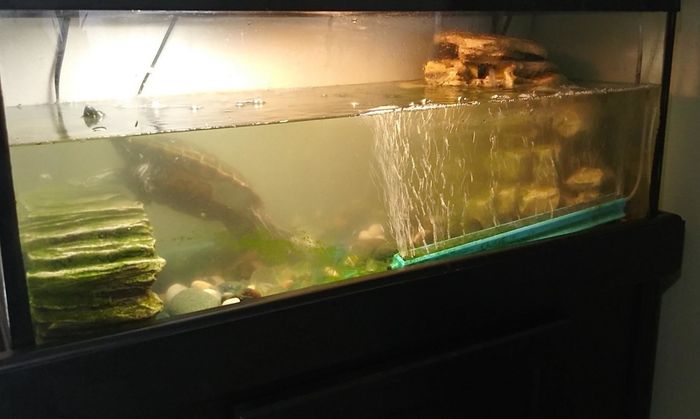 A tank before using the product, with cloudy, murky water.