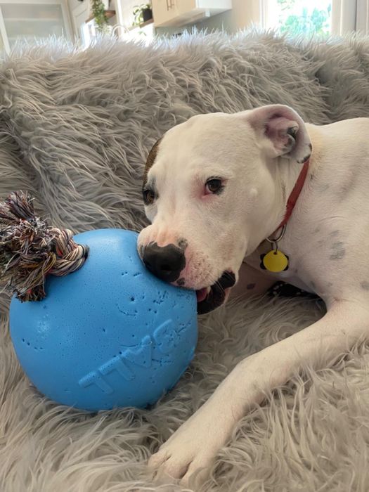 Another reviewer’s dog chewing on the ball toy