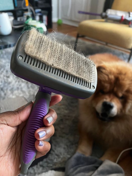 A photo of Mytourer holding the slicker brush, showing the collected hair in front of a cute chow chow puppy.