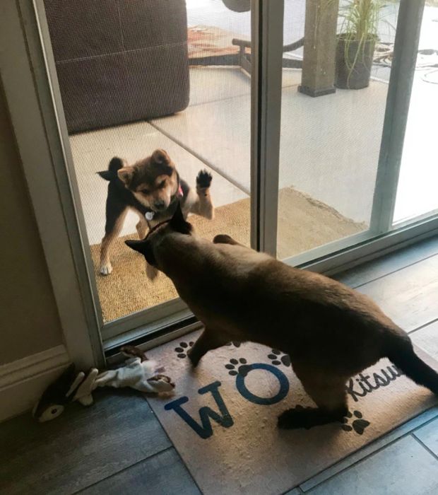 A reviewer's two dogs standing on opposite sides of a screen door.