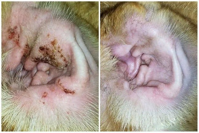 A reviewer’s before-and-after photos showing how the treatment cleared all the brown crustiness from their dog’s ears.
