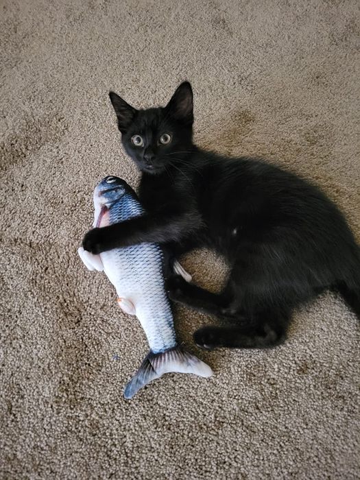 A black cat playing with the fish toy, as seen in the reviewer's post