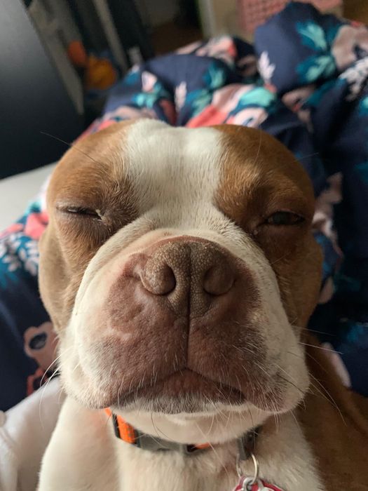 The same reviewer's dog with a healed, smooth, and moisturized snout after using the product