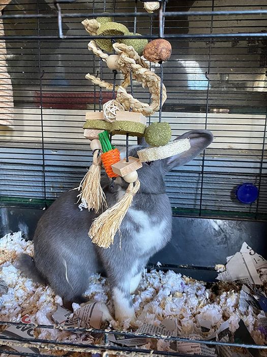 A reviewer’s rabbit having fun with the hanging chew toy.