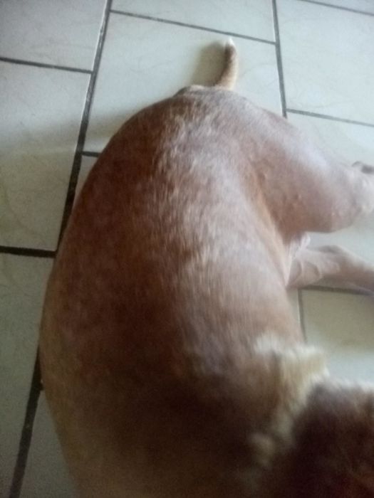 A dog after using the shampoo, showcasing a shiny and healthy coat.