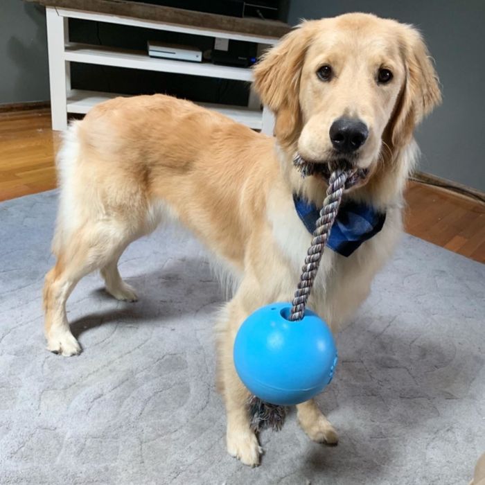 A reviewer’s dog holding the toy, which consists of a rope attached to a ball, in its mouth