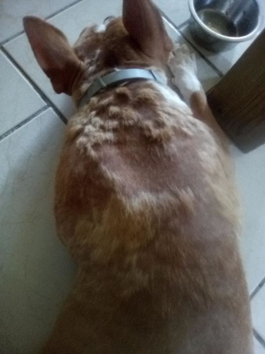 A dog before applying the shampoo, with noticeable bald spots.