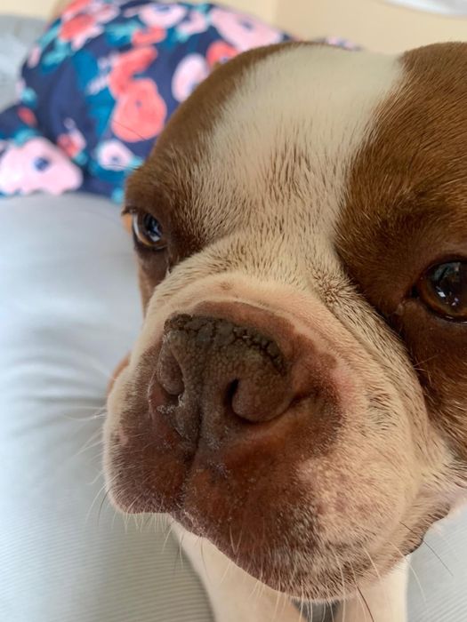 A reviewer's dog showing the dry, cracked snout before using the product