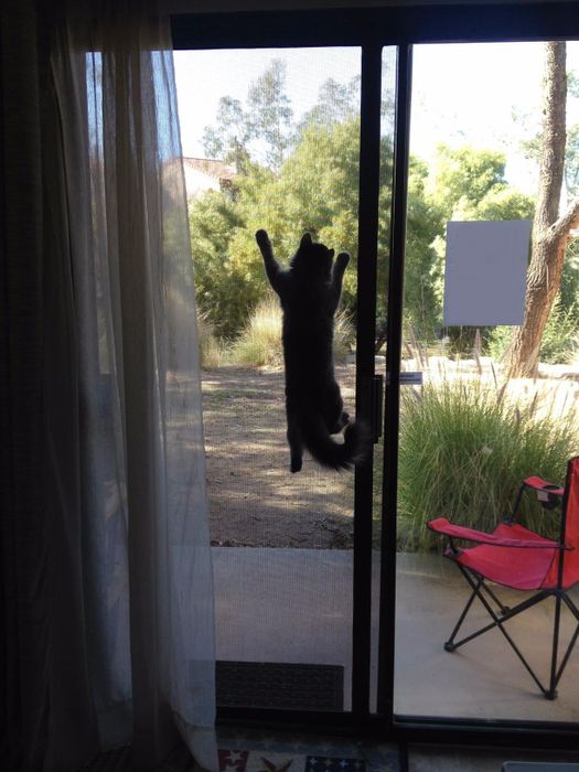 A reviewer's cat hanging on the door screen.