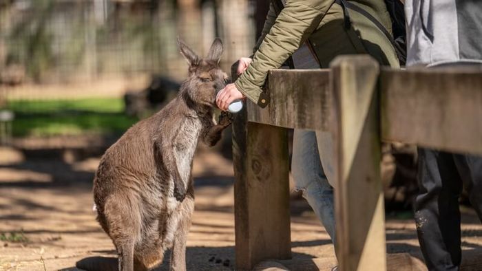 Wildlife interaction experience at Featherdale Sydney Wildlife Park