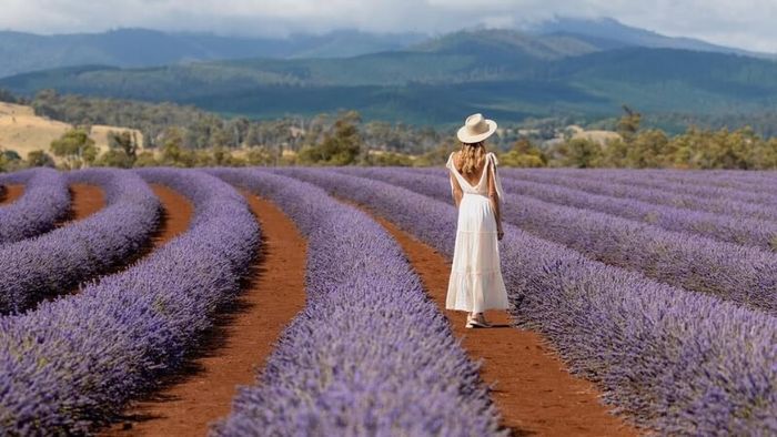 Bridestowe - A picturesque tourist spot in Australia with endless lavender fields