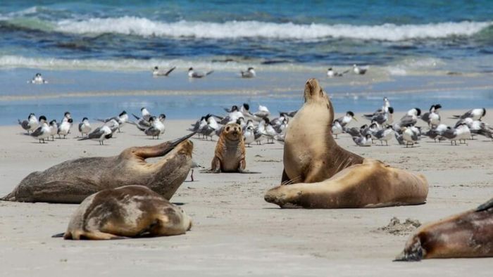 Kangaroo Island - an Australian tourist destination and home to thousands of wild animal species