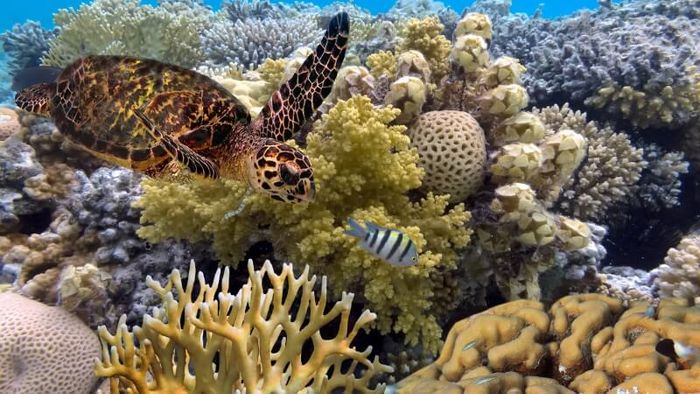 The thriving marine ecosystem of the Great Barrier Reef.