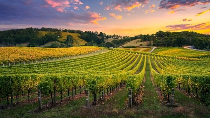 The vast vineyards of Barossa Valley