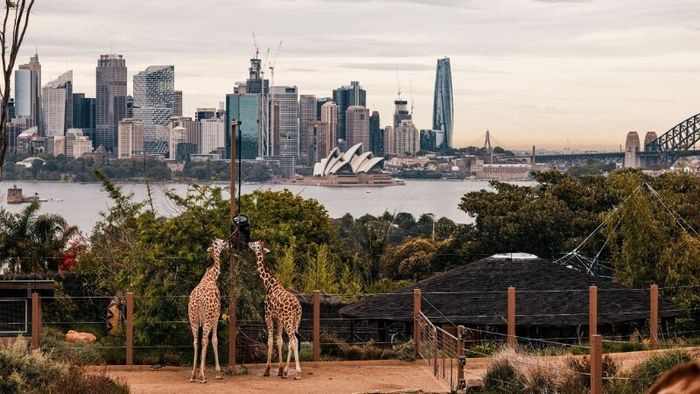 Explore the fascinating world of animals at Taronga Zoo Sydney