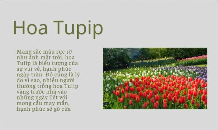 Lý do bạn nên biết cách chèn ảnh vào PowerPoint