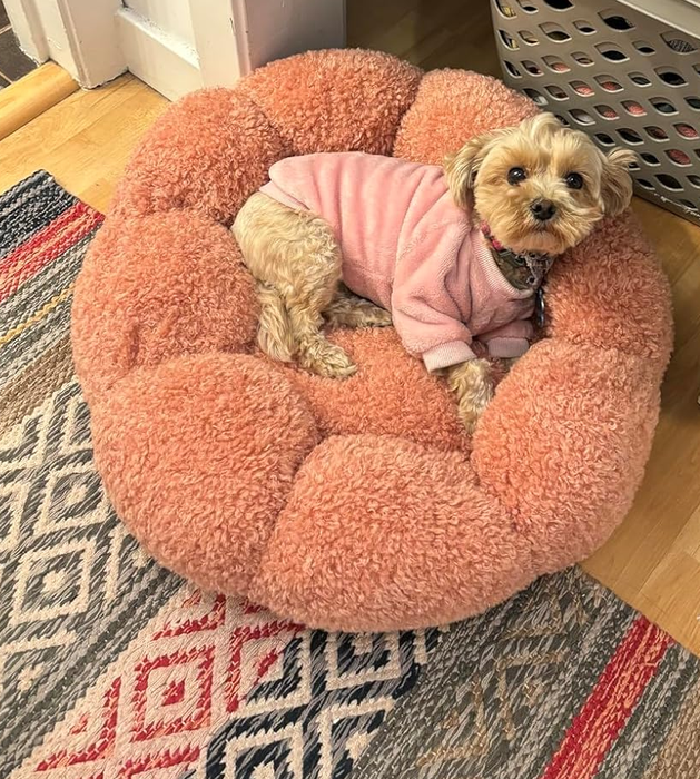 A small dog wearing a pink sweater, comfortably resting in a plush dog bed.