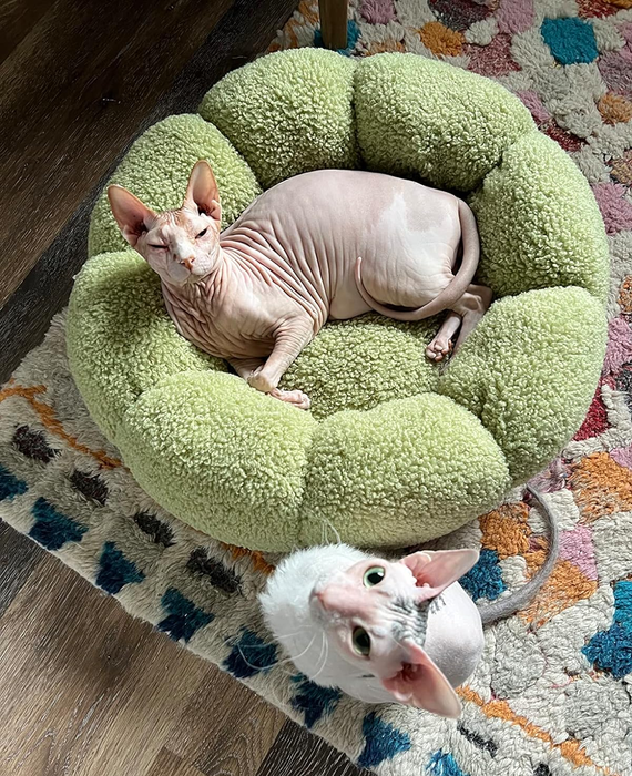 Two Sphynx cats relaxing, one curled up in a soft green pet bed and the other peeking out from beneath it.