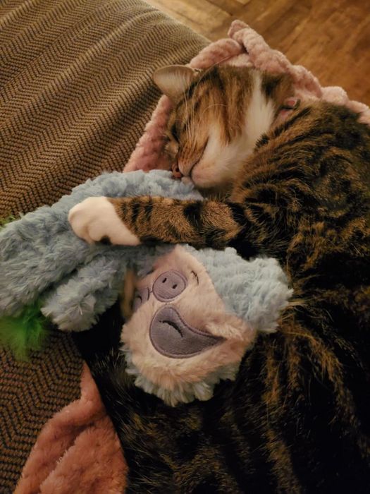 A reviewer’s cat cuddling up with a plush toy on a soft blanket