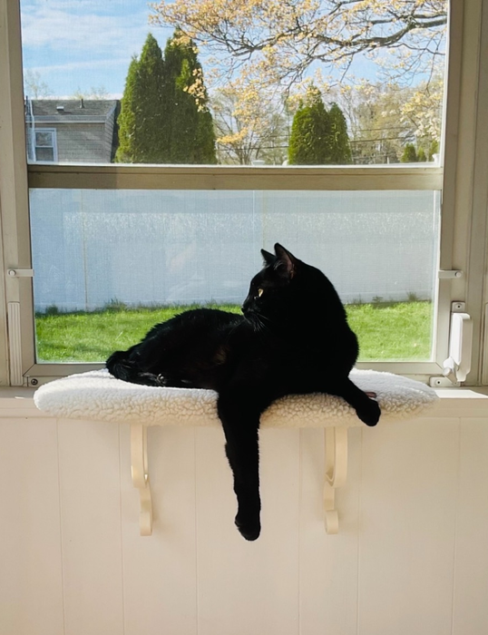 A sleek black cat sitting comfortably on the window perch