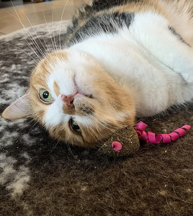 A cat playfully rubbing against one of the catnip mouse toys