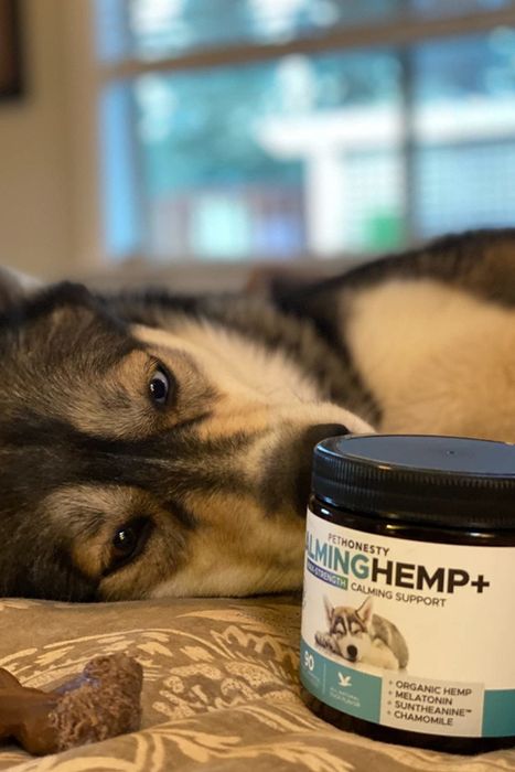 A reviewer’s husky lounging next to the jar of calming treats