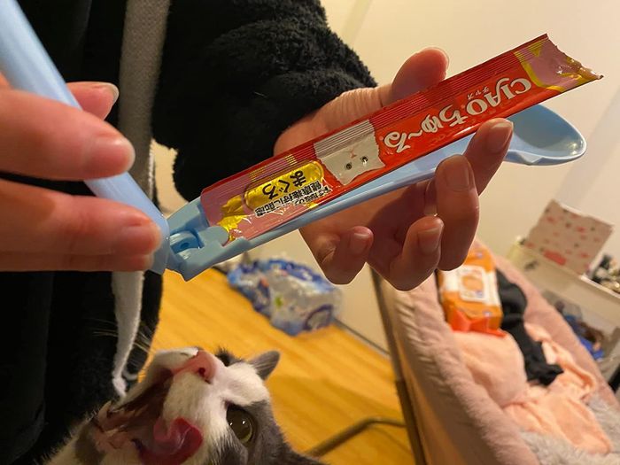 A person feeding a cat a treat from a stick package, with the cat looking excited