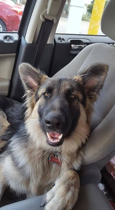 A reviewer’s shepherd calmly resting in the car after enjoying a treat