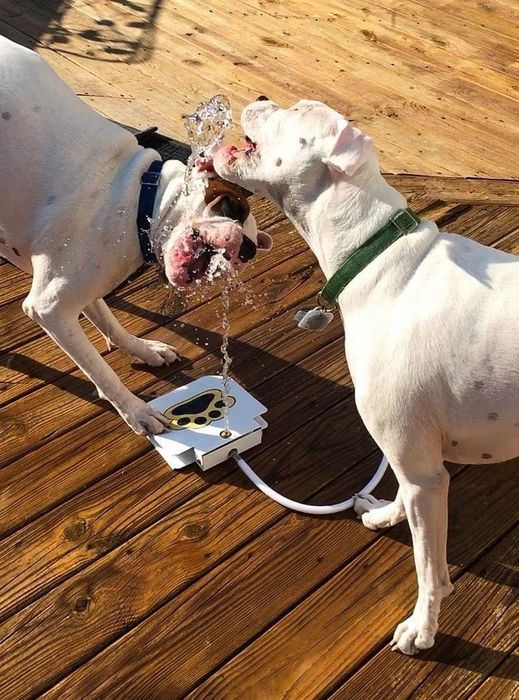 Two dogs drinking from an outdoor paw-activated water fountain, as seen in the review.
