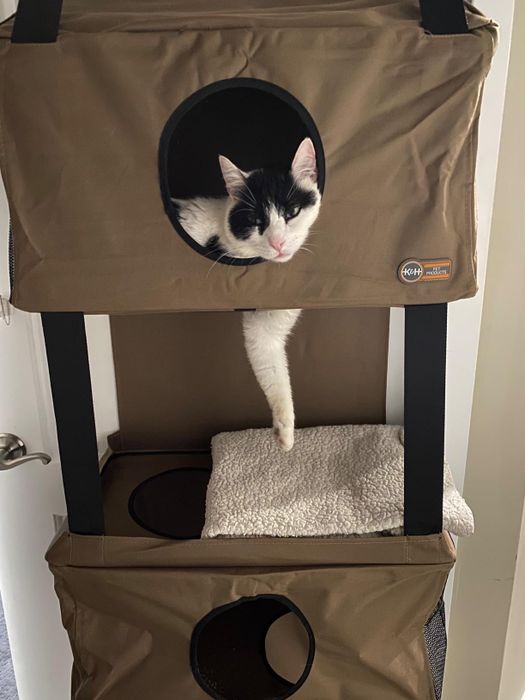 A close-up shot of a cat nestled inside the multi-level cat condo, as shown by the reviewer
