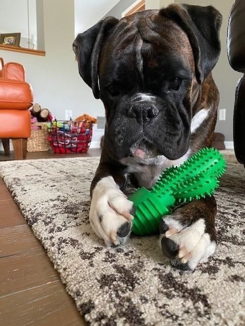 A reviewer’s boxer puppy playing with the green cactus-shaped toy