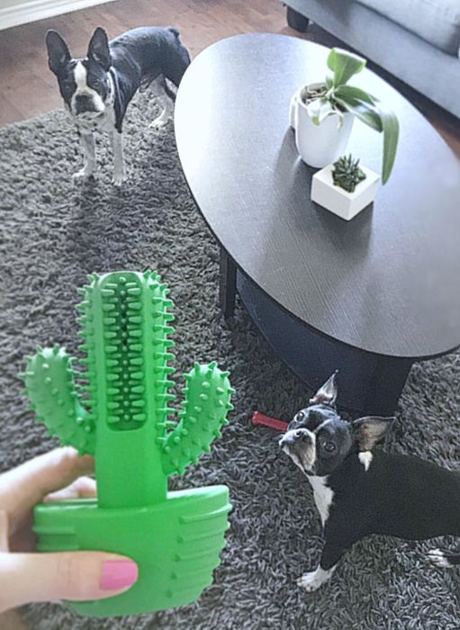 A reviewer holding the cactus toy in front of their two dogs