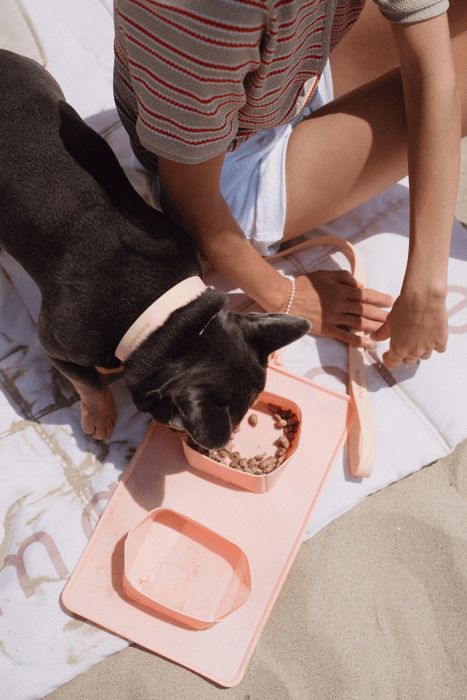 A dog eating from the peach-colored portable bowls
