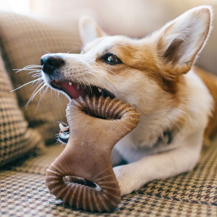 A dog happily gnawing on the bacon-flavored bone.